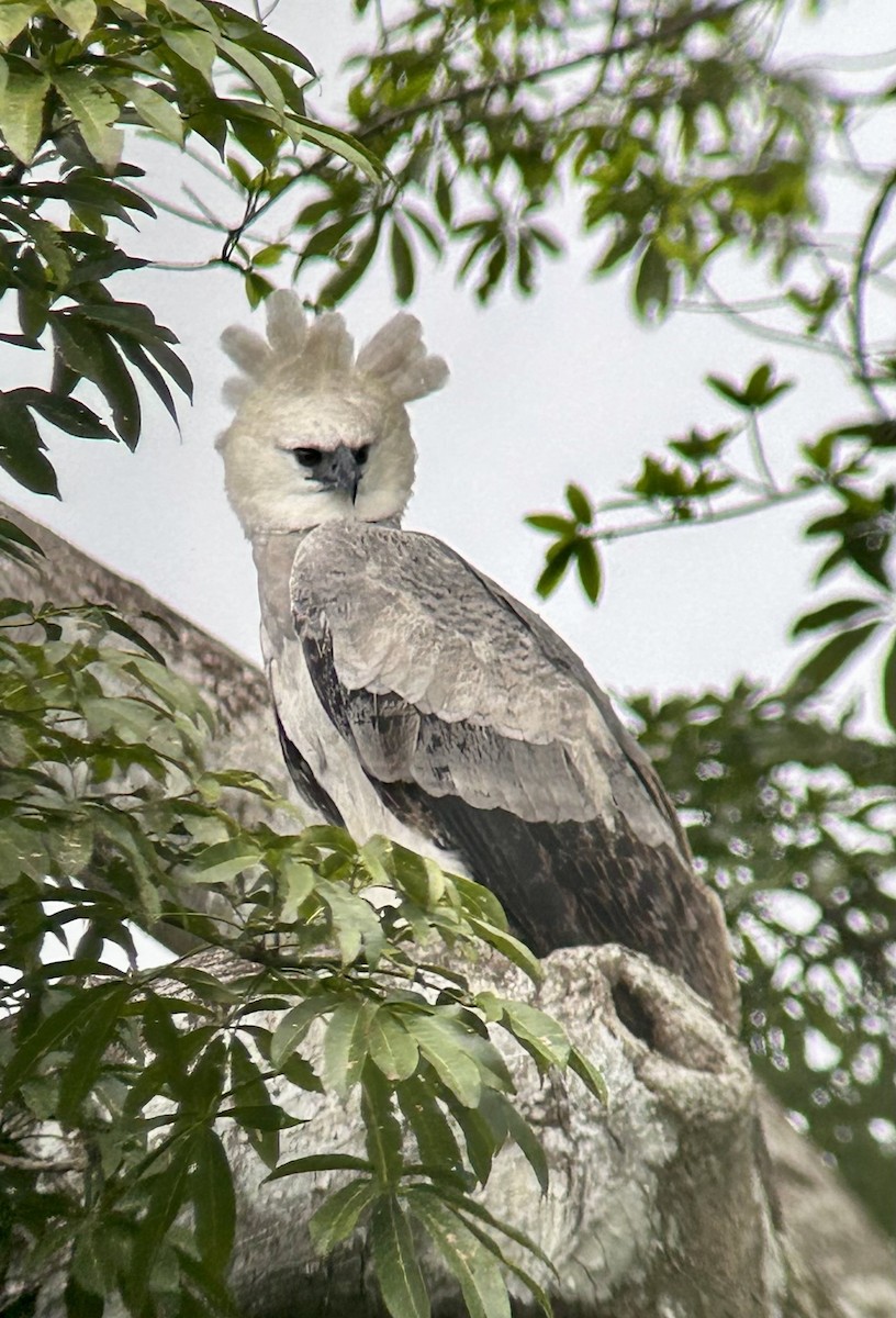 Harpy Eagle - ML645442816