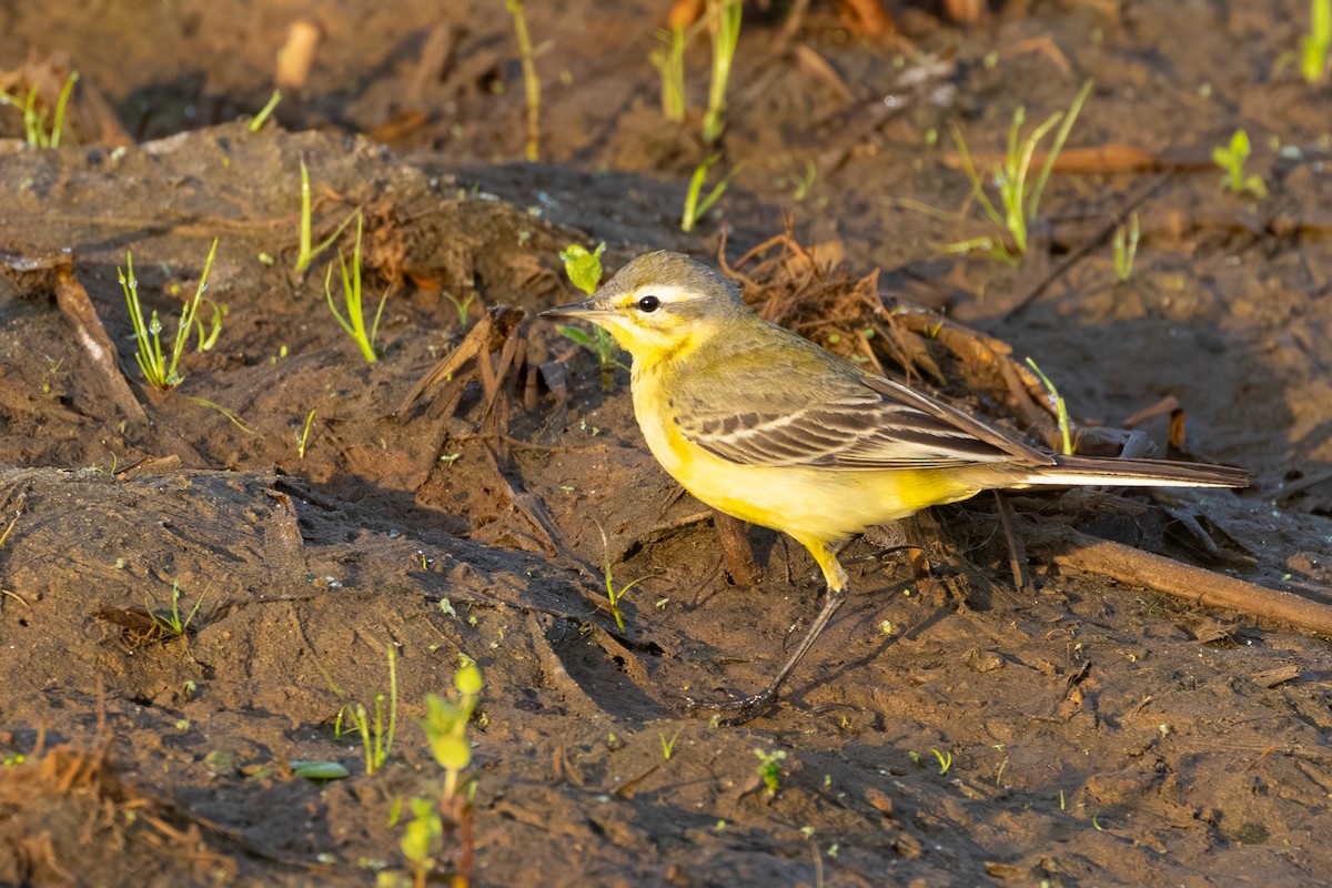 Western Yellow Wagtail - ML645442817