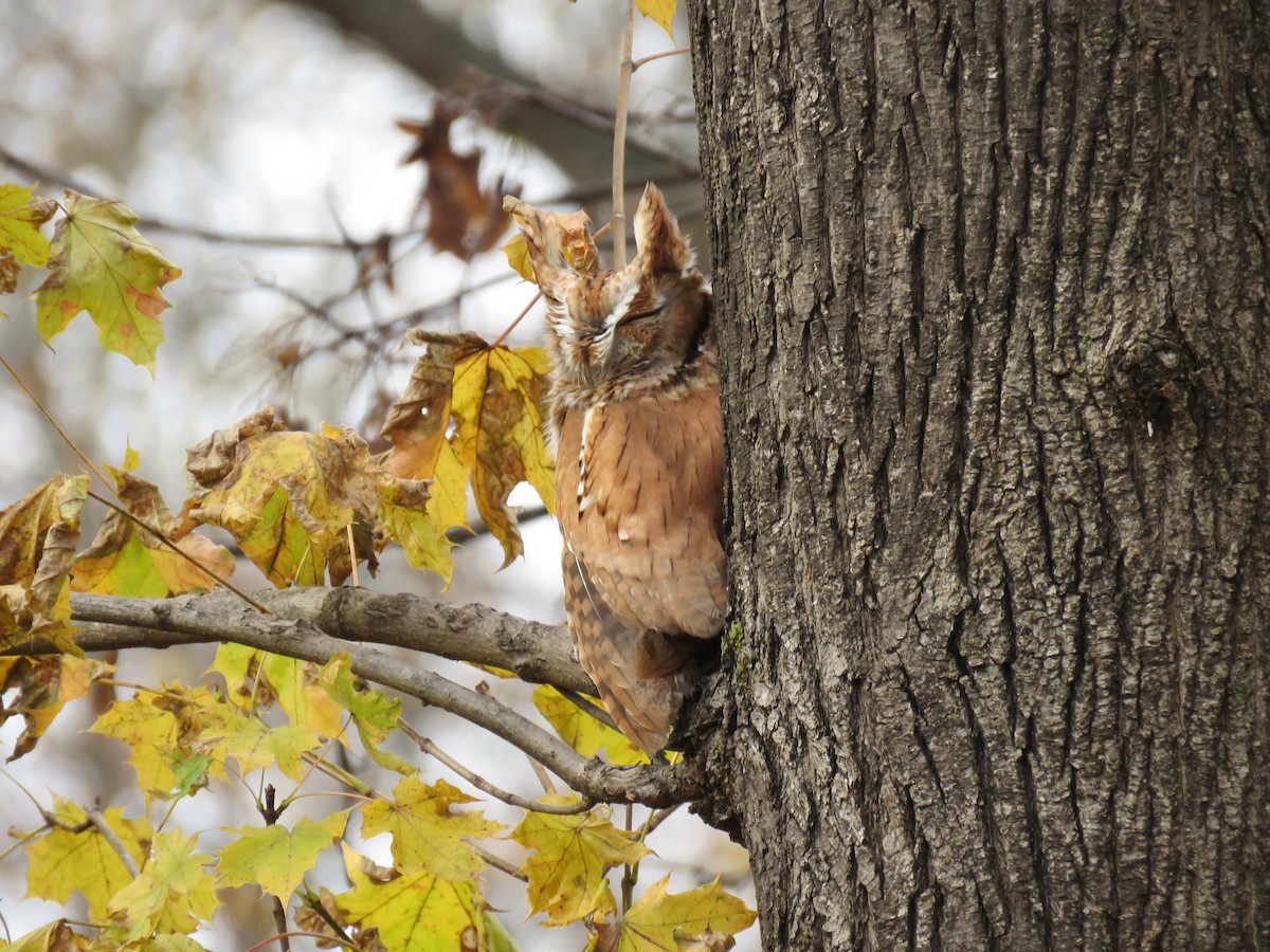 Eastern Screech-Owl (Northern) - ML645442821
