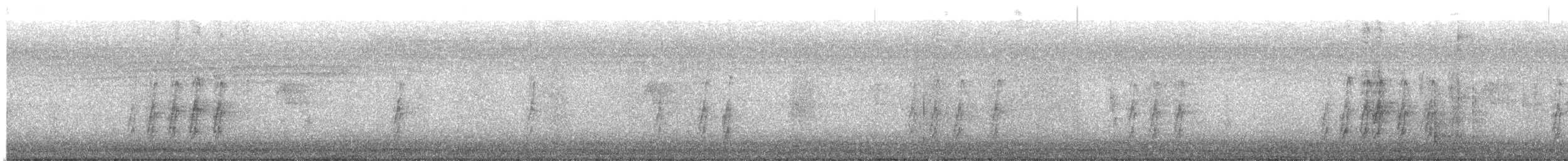 brunkinnstær - ML645442822