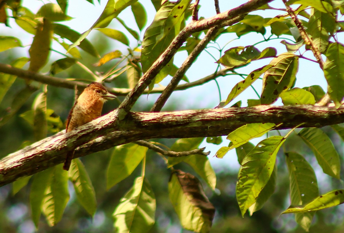 Tigerfaulvogel - ML645442824