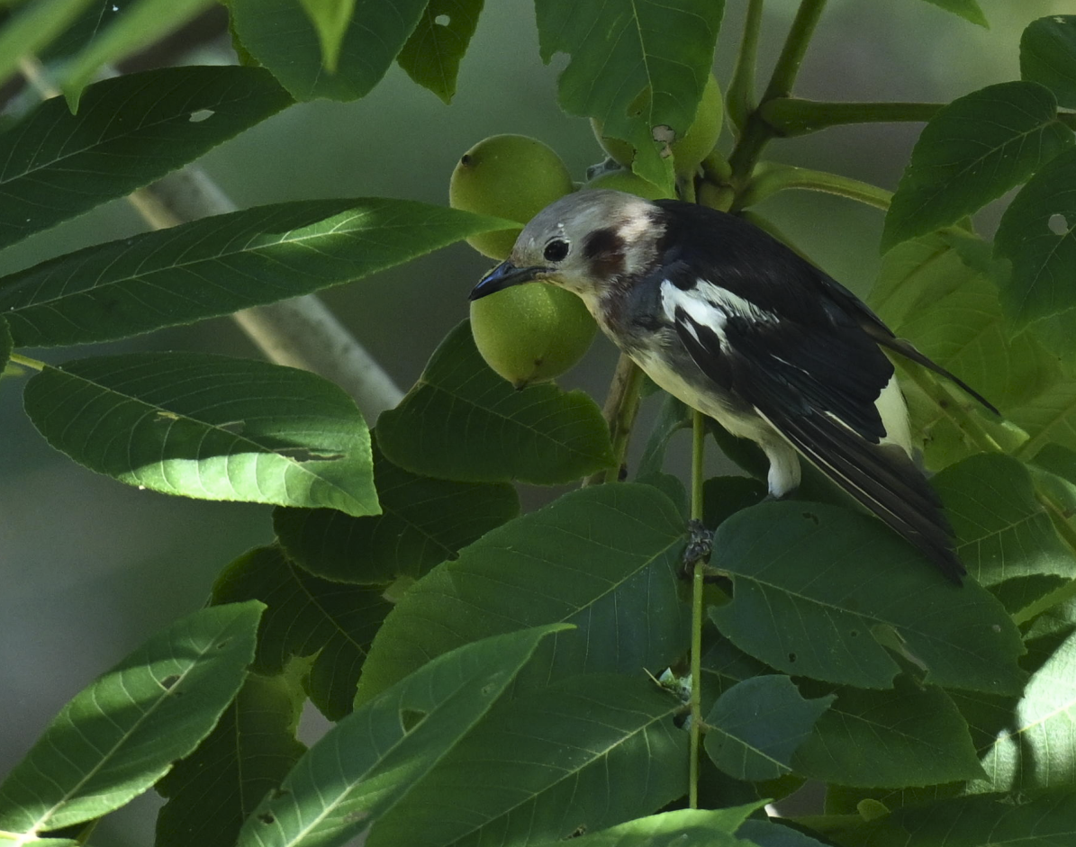 brunkinnstær - ML645442825