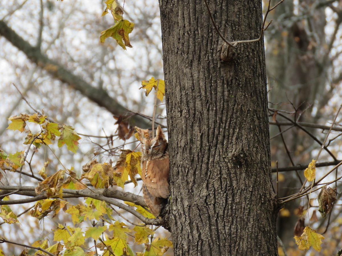 Eastern Screech-Owl (Northern) - ML645442826