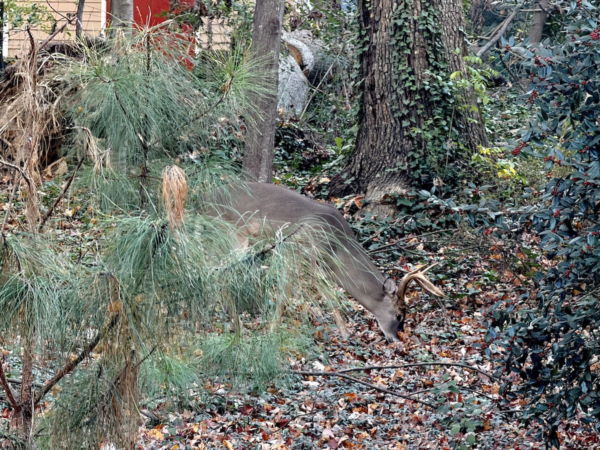 White-tailed Deer - ML645442832