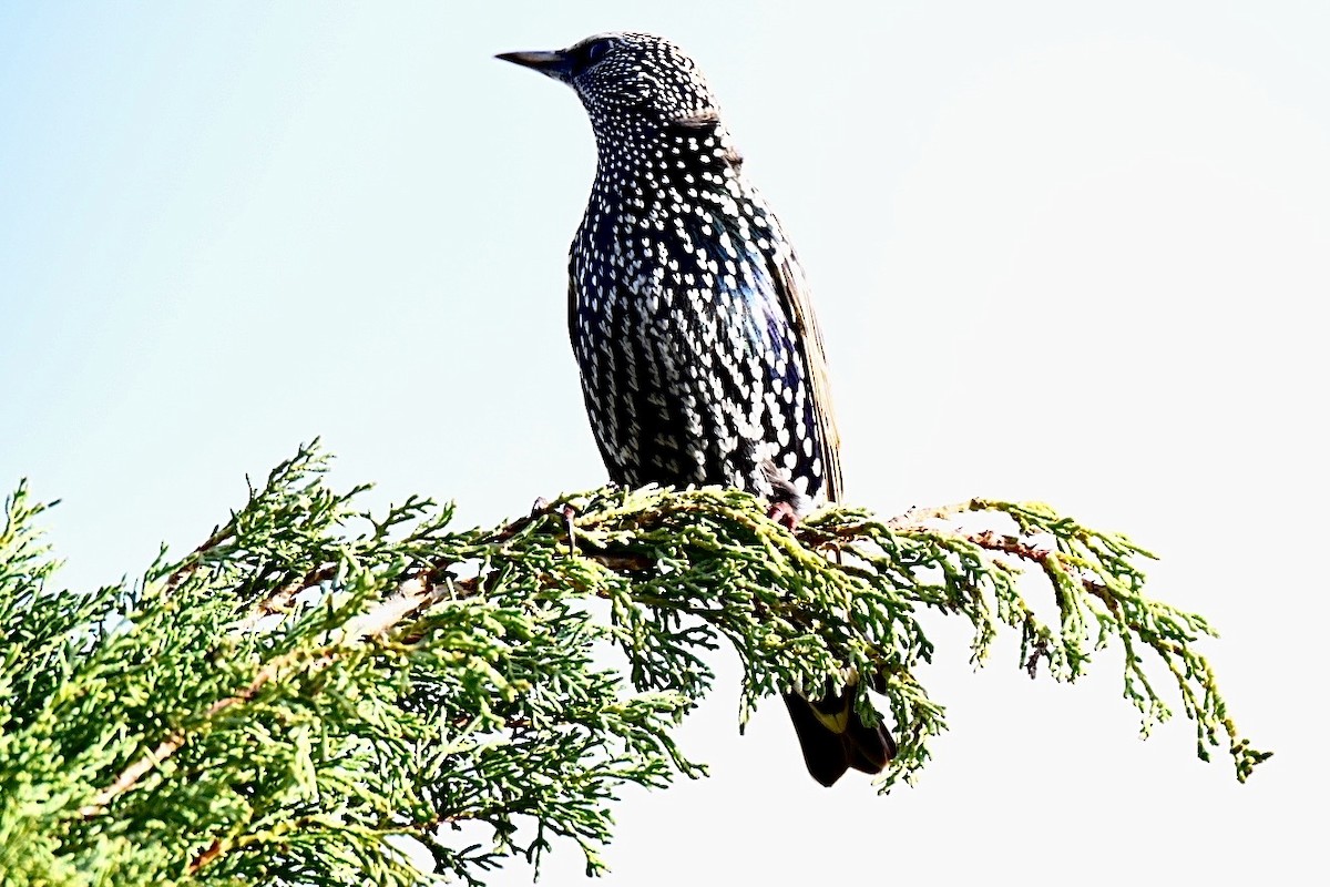 Шпак звичайний - ML645442844