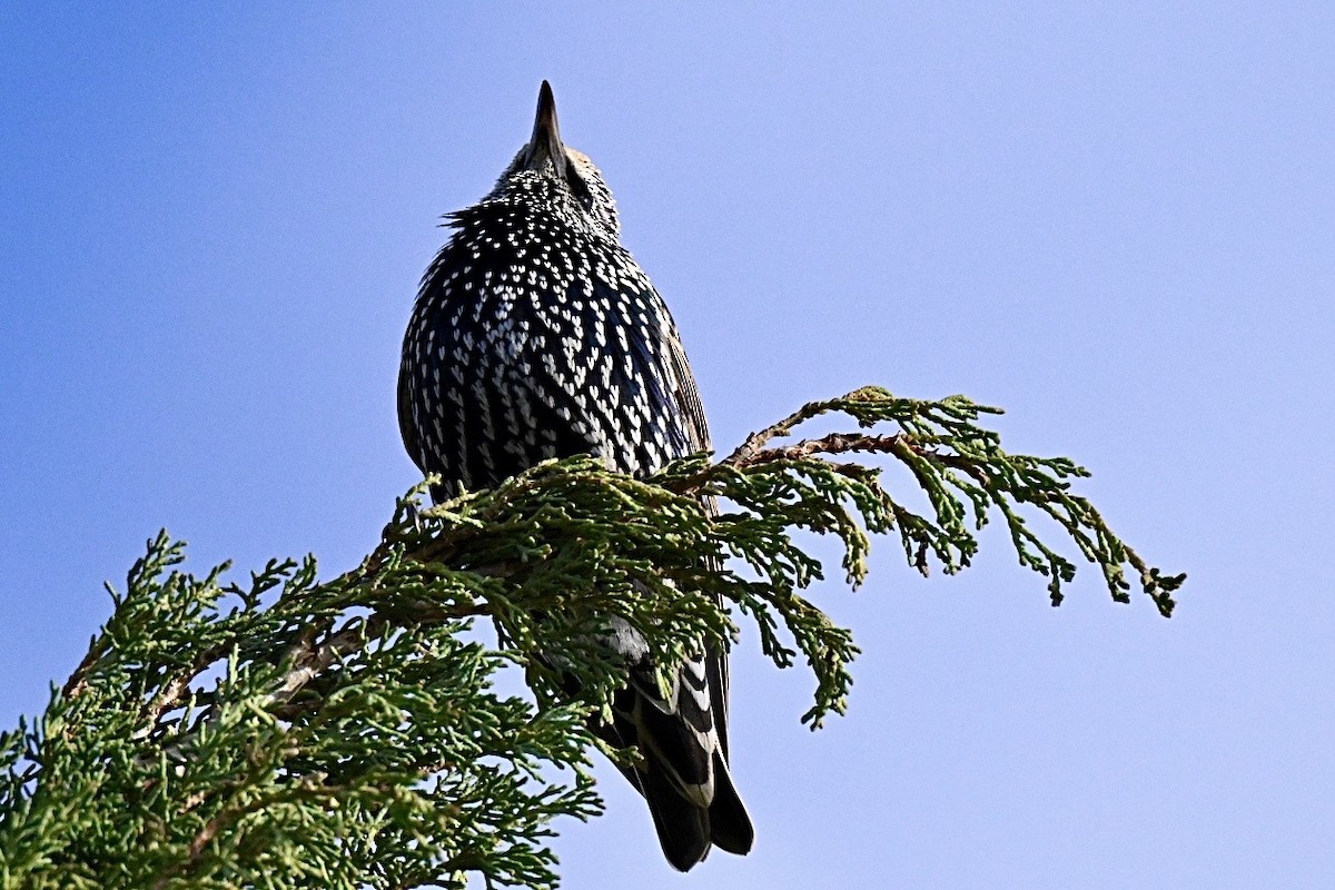 Шпак звичайний - ML645442845