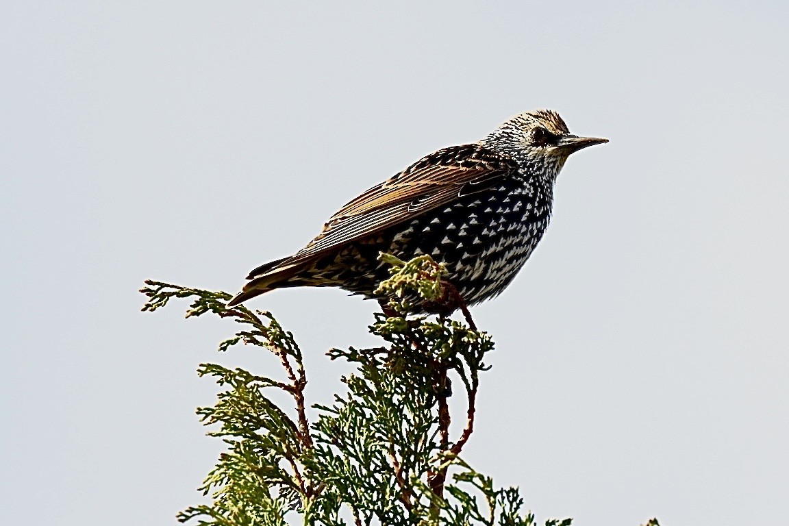 Шпак звичайний - ML645442846