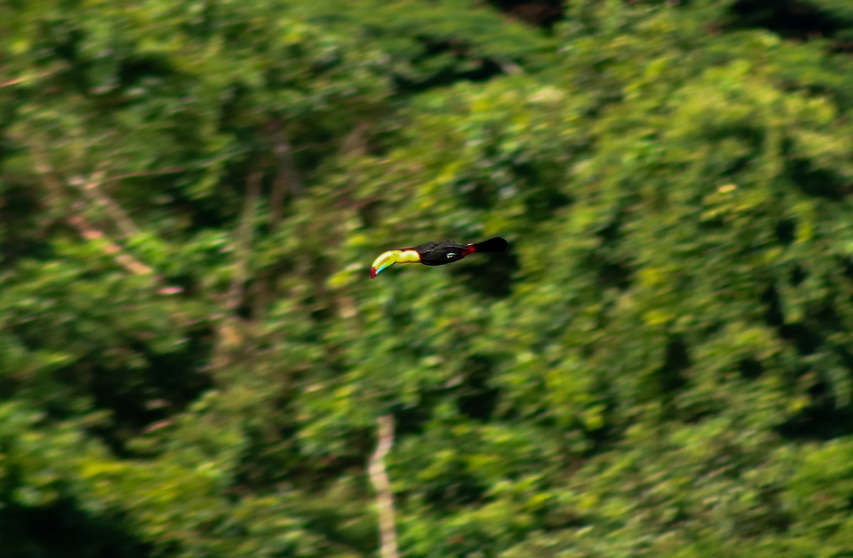 tukan středoamerický - ML645442850