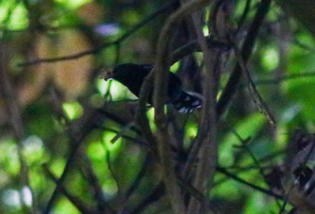 Jet Antbird - ML645442857