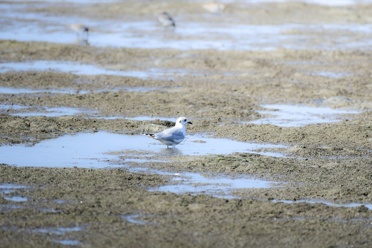 Saunders's Gull - ML645442864