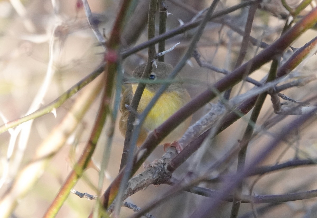 Common Yellowthroat - ML645442865