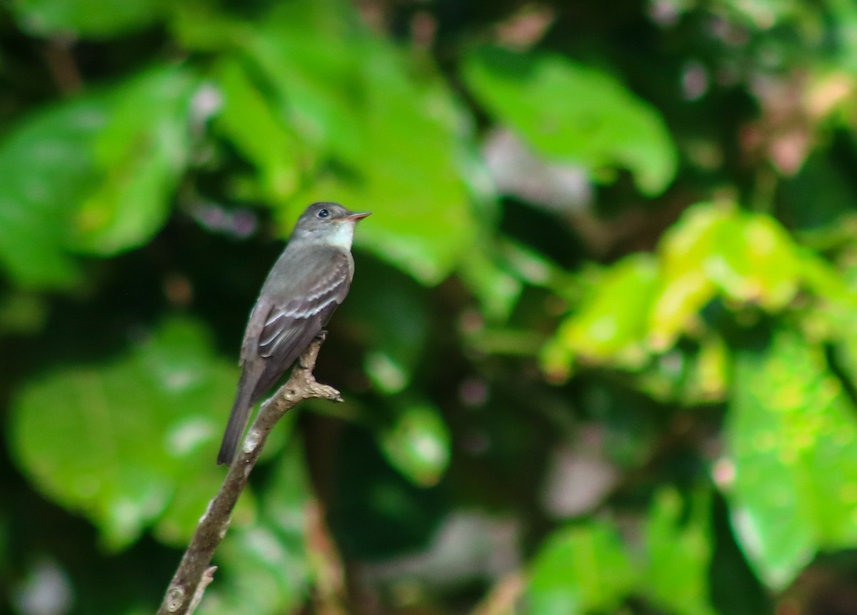 Восточный пиви - ML645442866