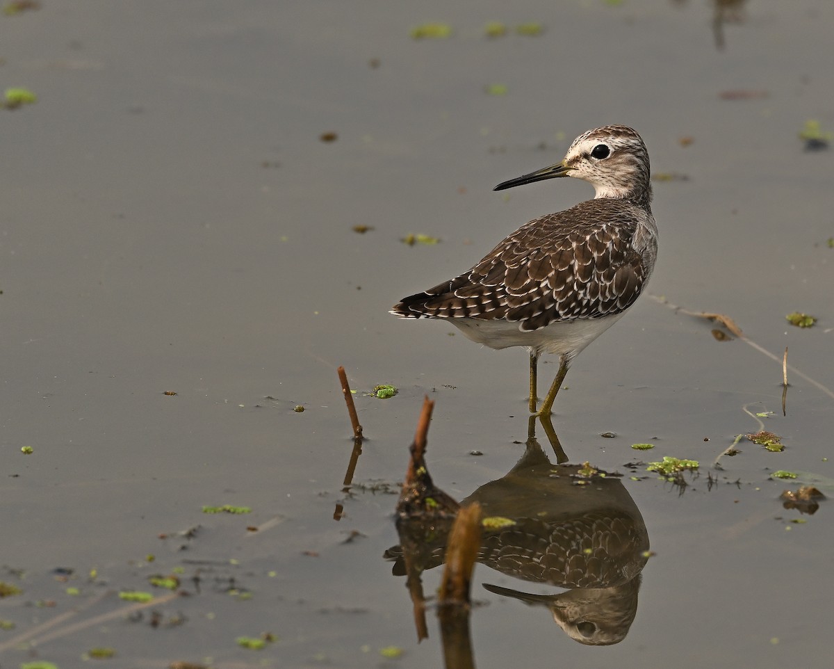 タカブシギ - ML645442867