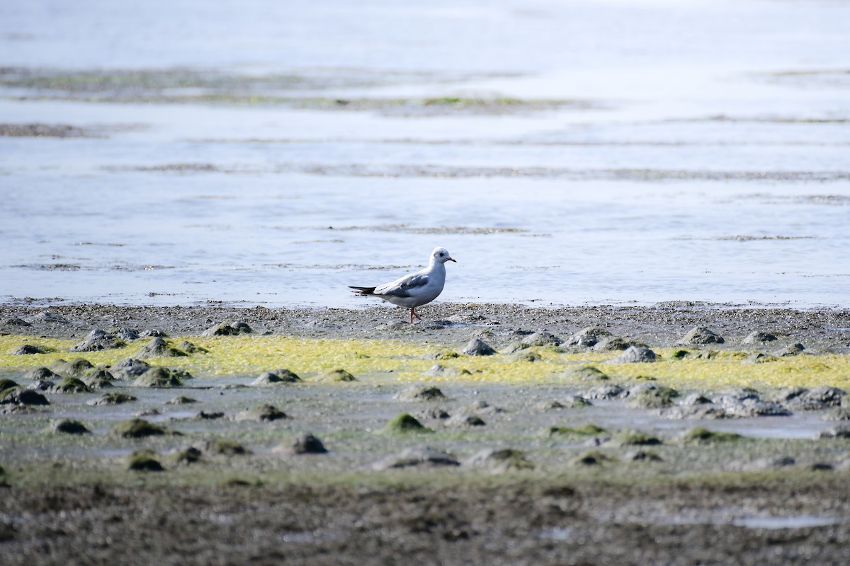 Black-headed Gull - ML645442869