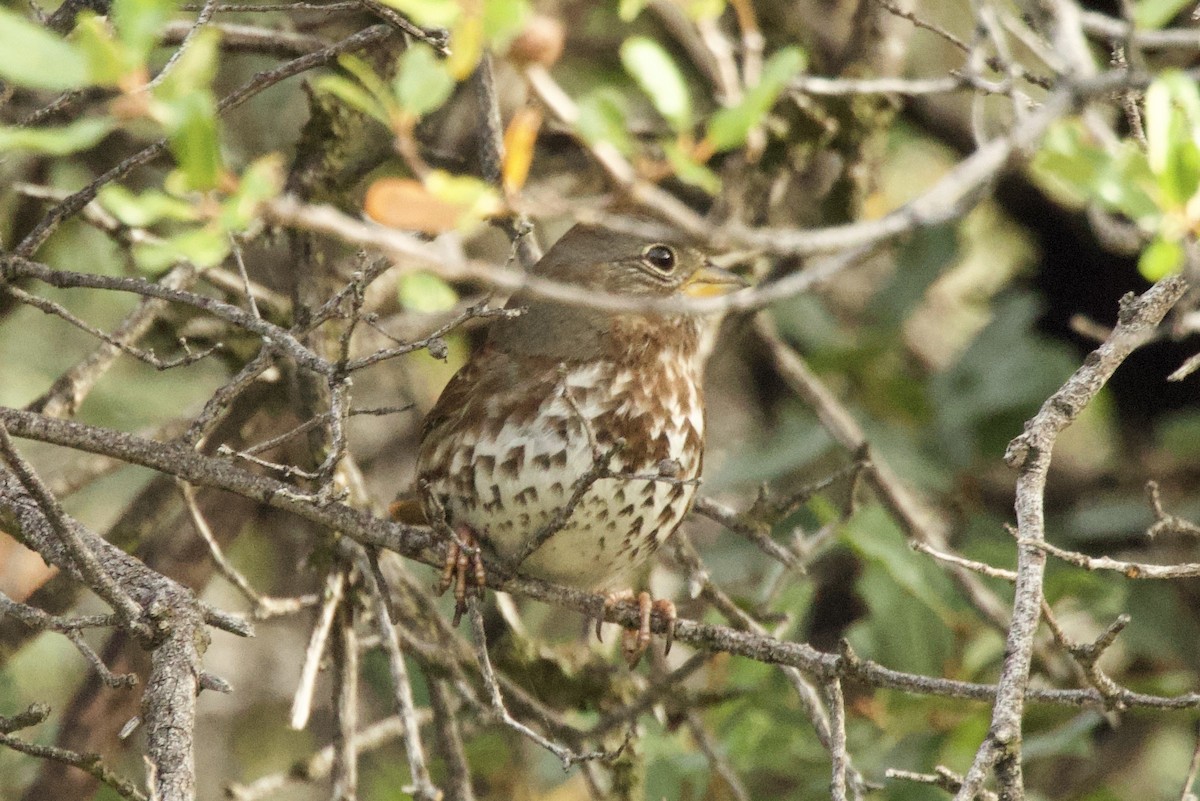 Fox Sparrow - ML645442870