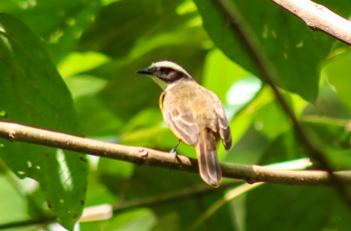 Social Flycatcher - ML645442876