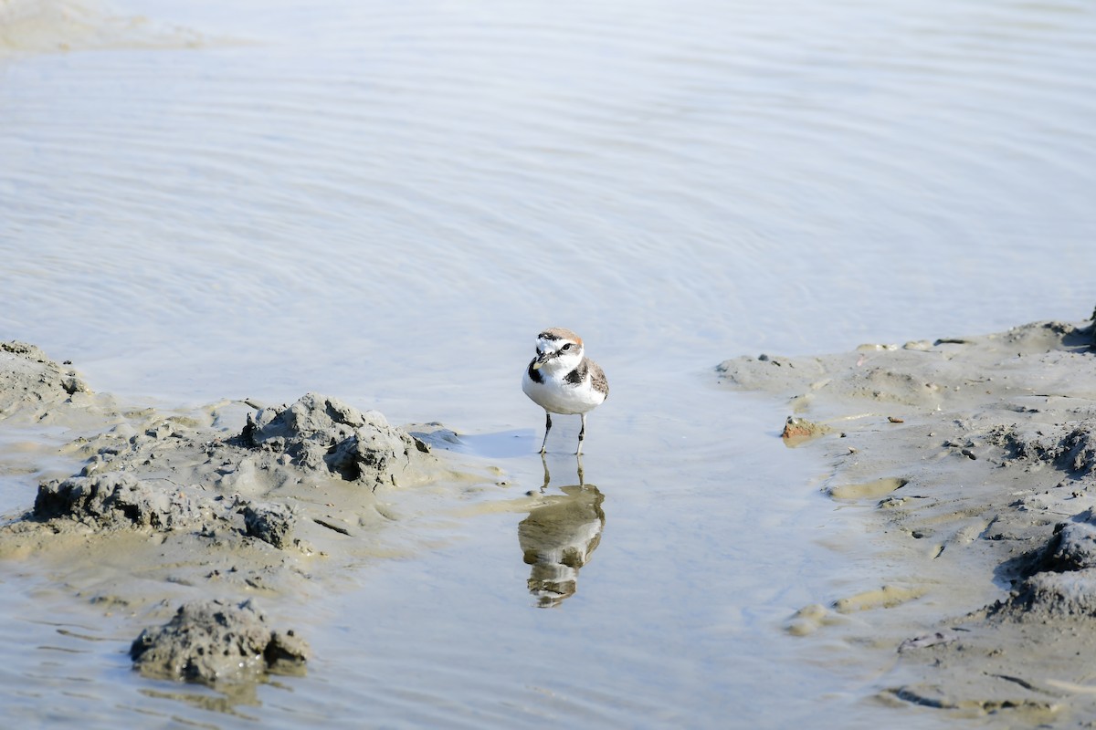 Kentish Plover - ML645442877