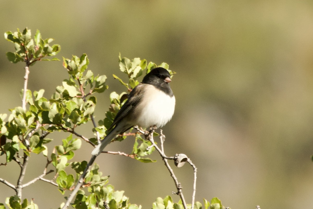 Dark-eyed Junco - ML645442879