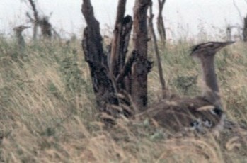 Дрофа-кори - ML645442890