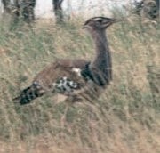 Дрофа-кори - ML645442891