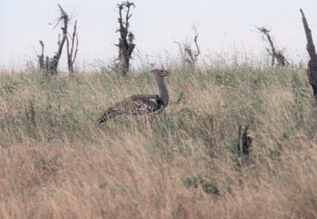 Дрофа-кори - ML645442892