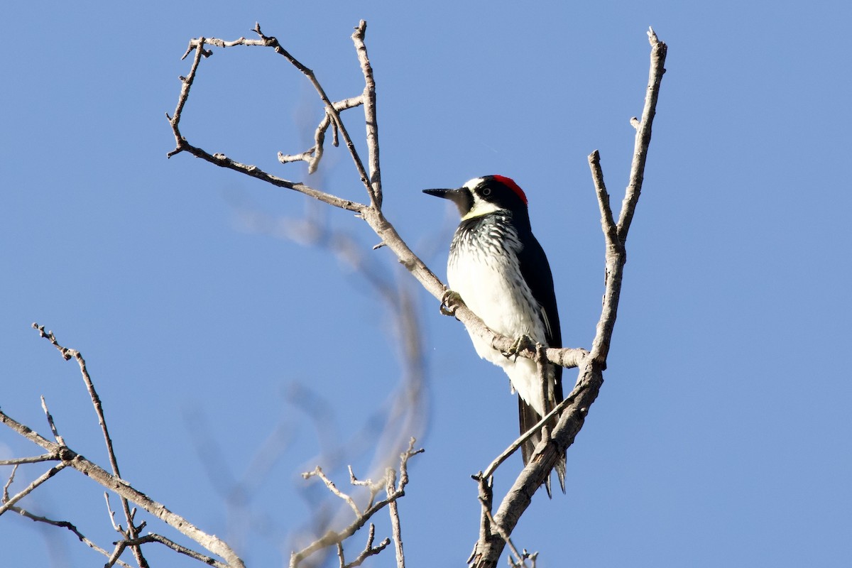 Acorn Woodpecker - ML645442893