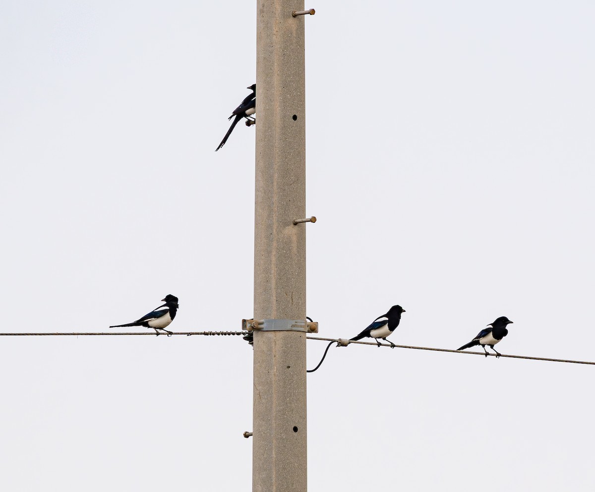 Orientelster - ML645442895