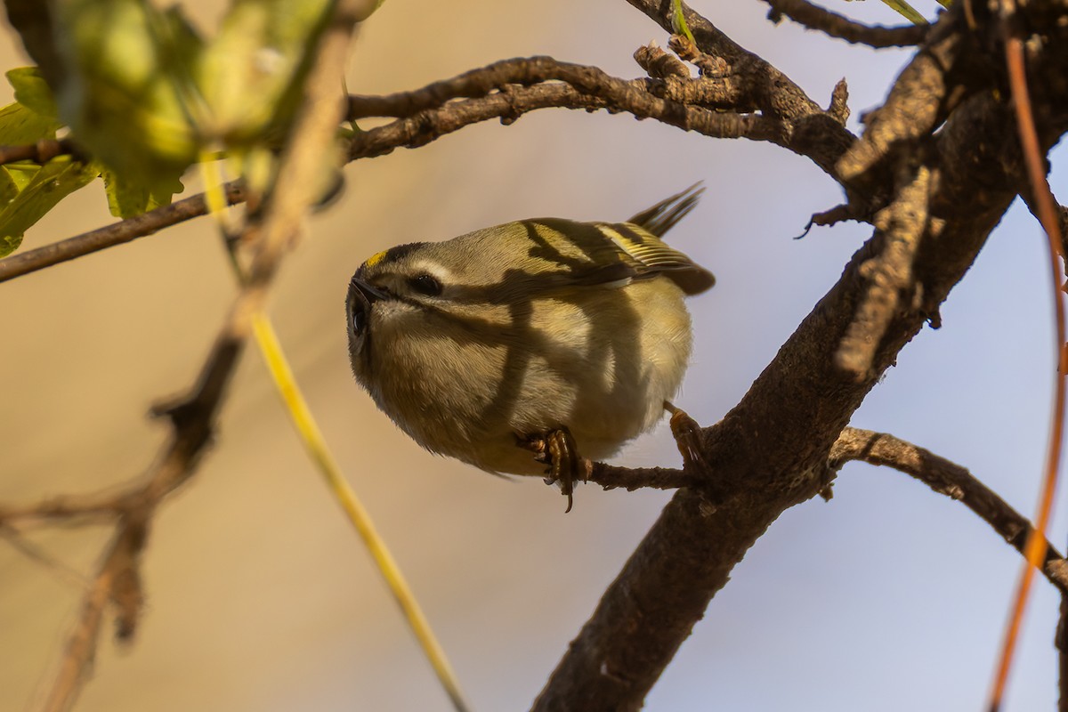 Goldcrest - ML645442908