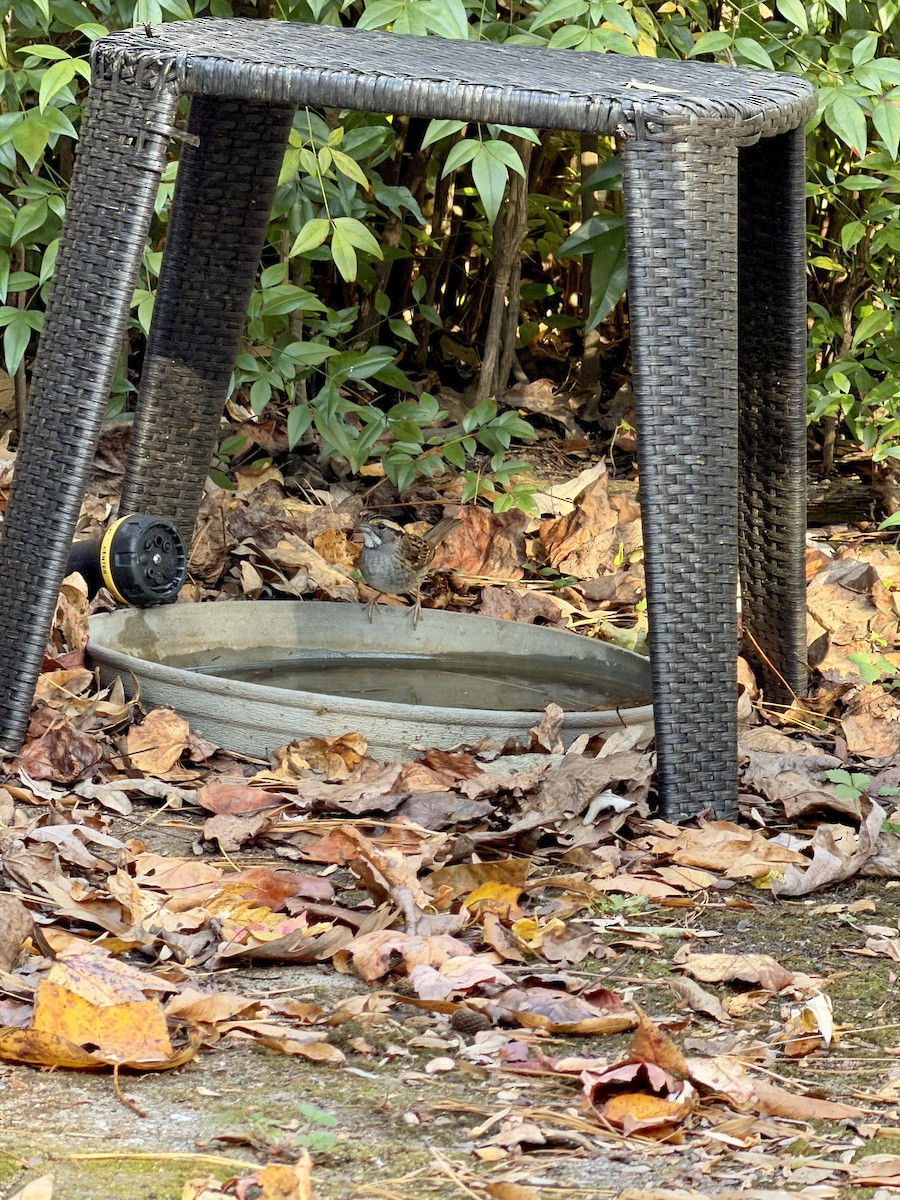 strnadec bělohrdlý - ML645442910