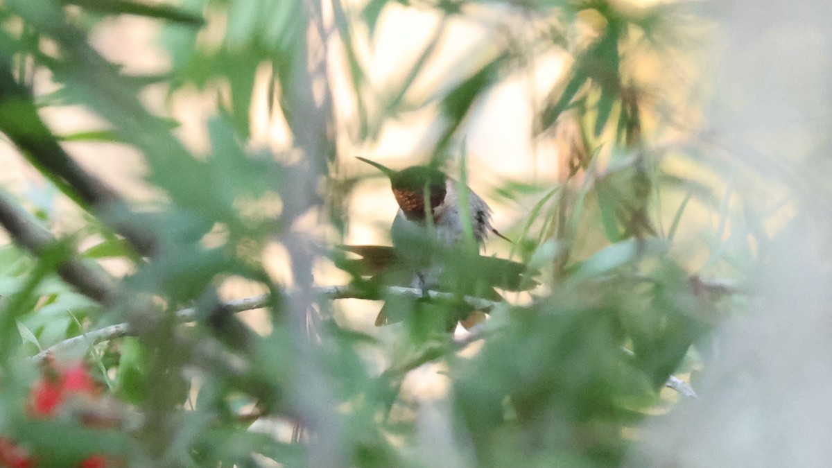 Рубиновогорлый колибри - ML645442918