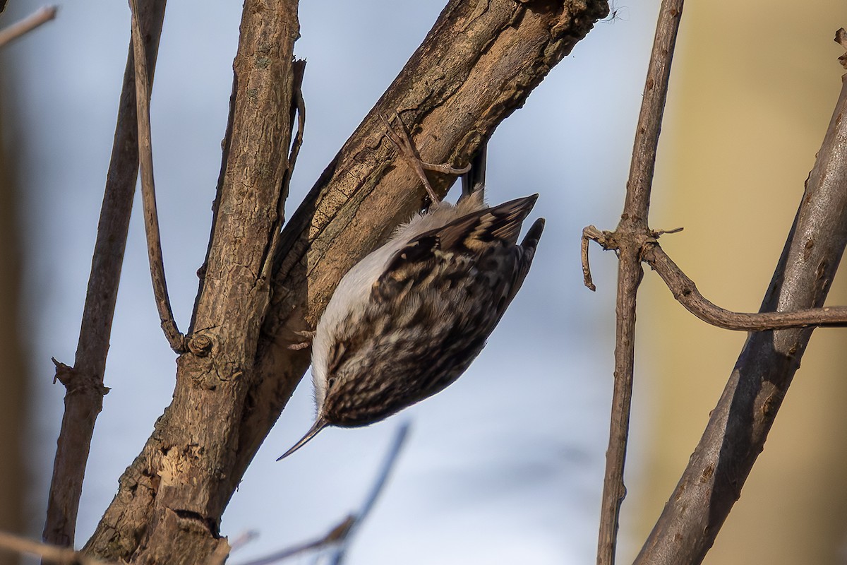 Short-toed Treecreeper - ML645442920