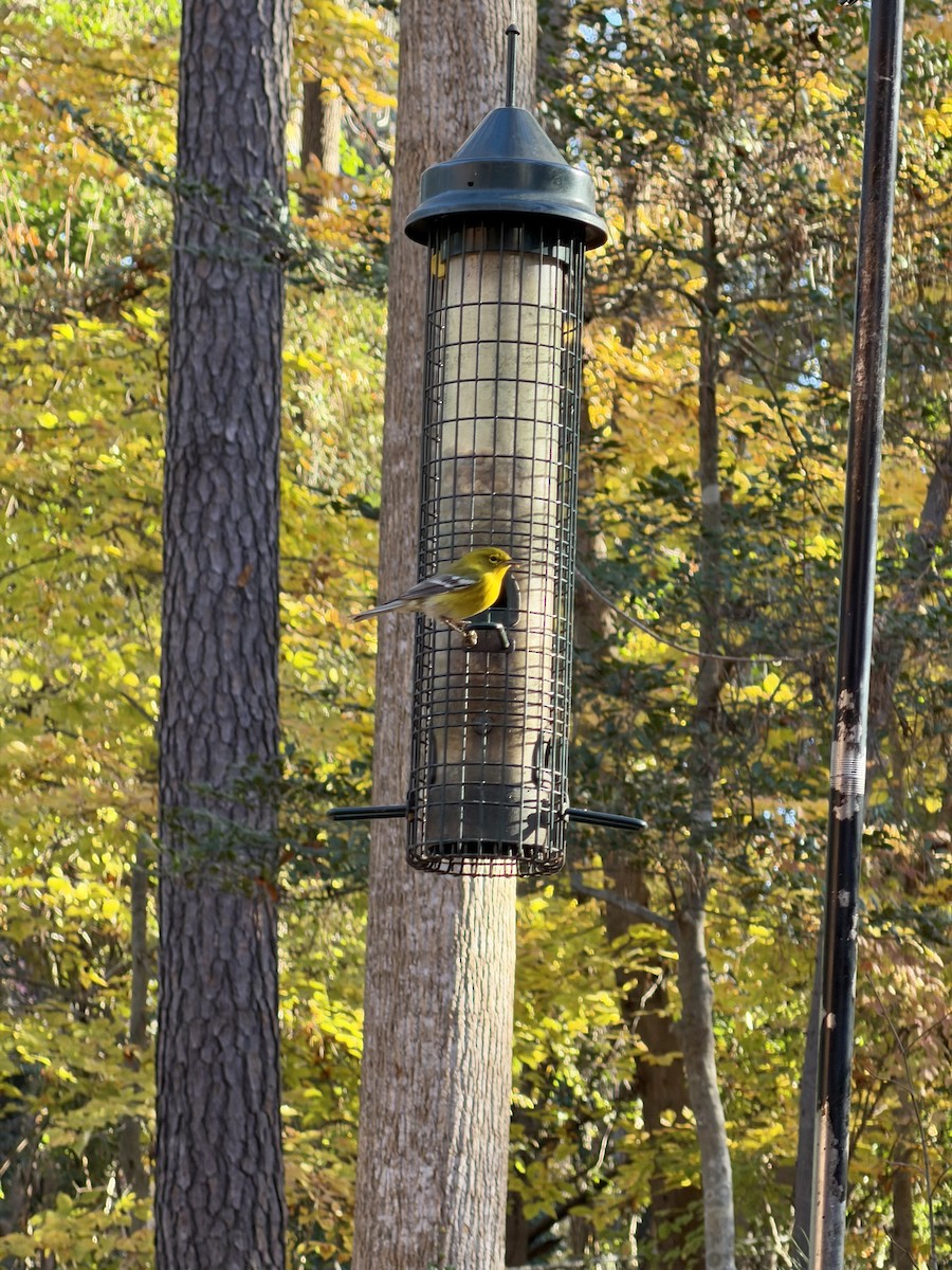 Pine Warbler - ML645442922