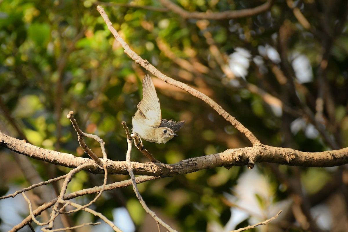 Asian Brown Flycatcher - ML645442923