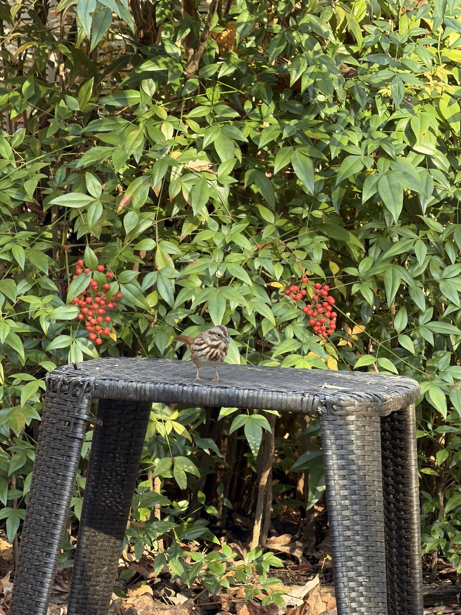 strnadec zpěvný - ML645442924