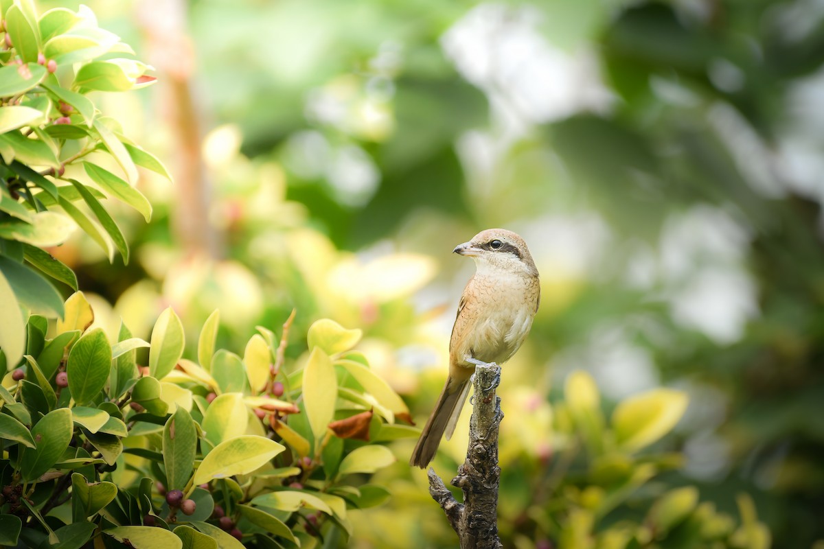 Brown Shrike - ML645442925