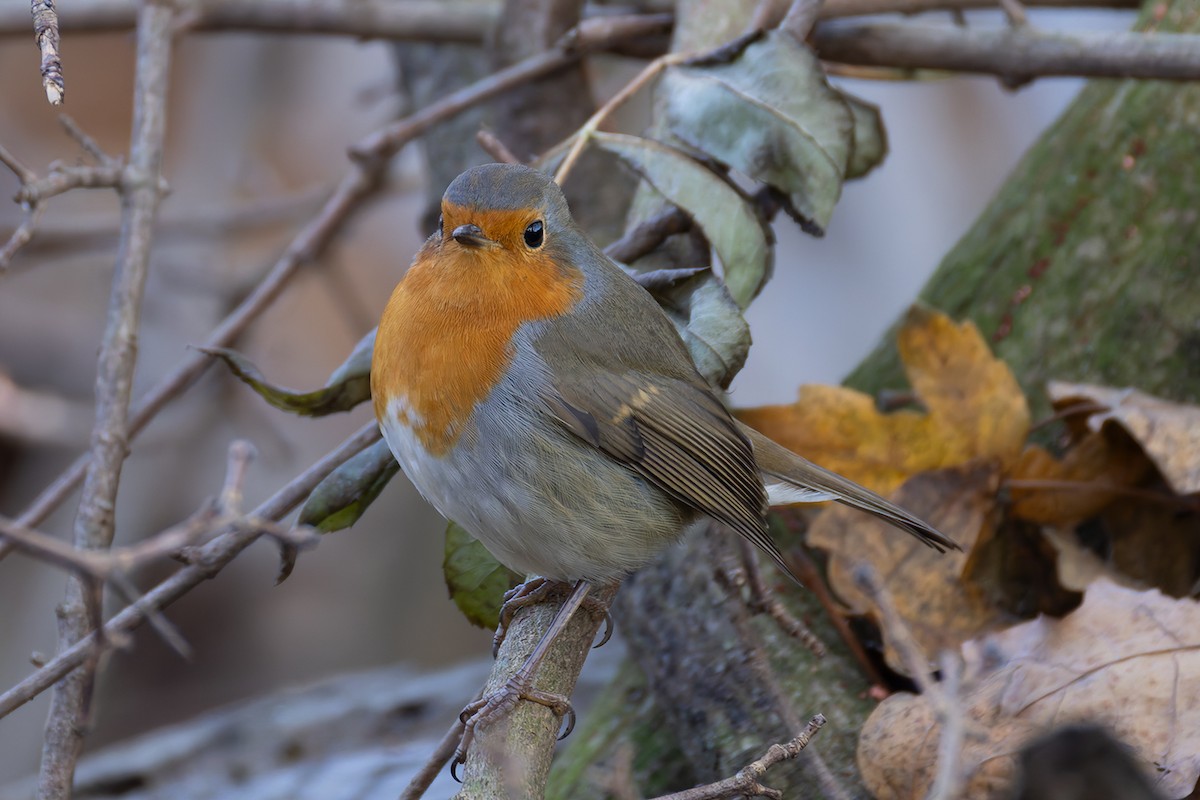 červenka obecná - ML645442926