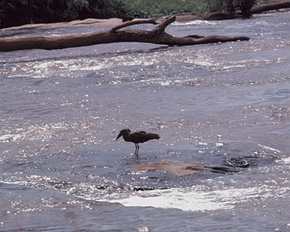 skyggefugl - ML645442945