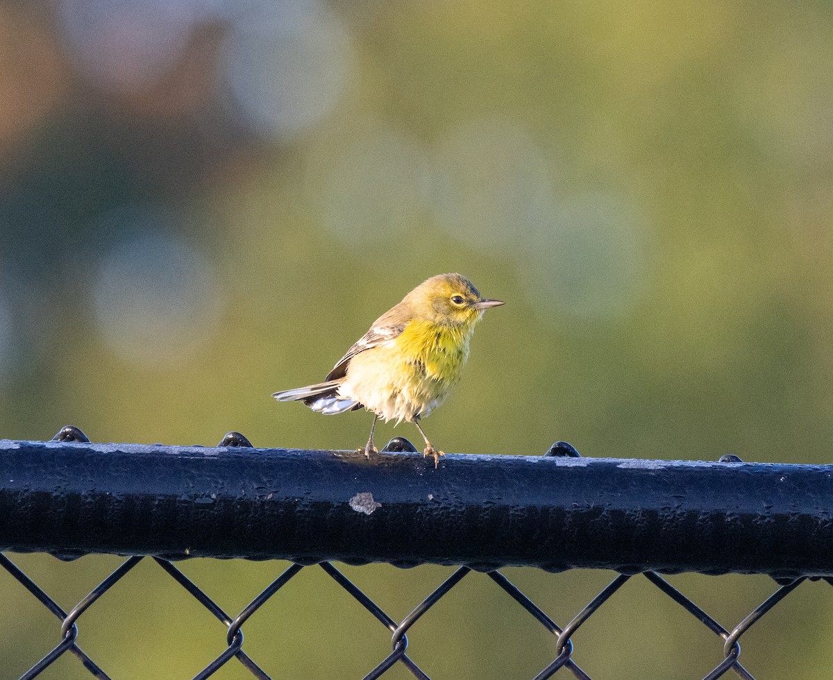 Pine Warbler - ML645442946