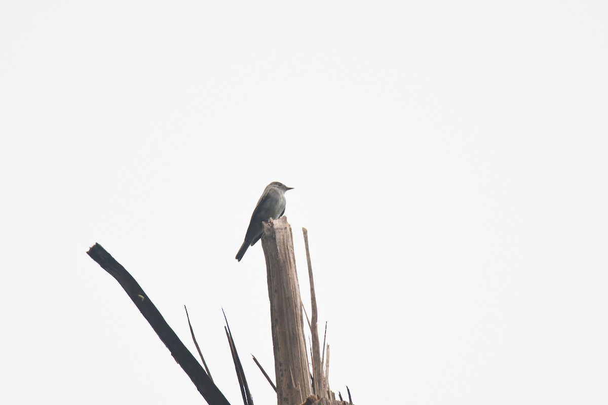 Western Wood-Pewee - ML645442948