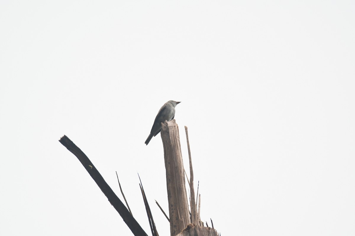 Western Wood-Pewee - ML645442949