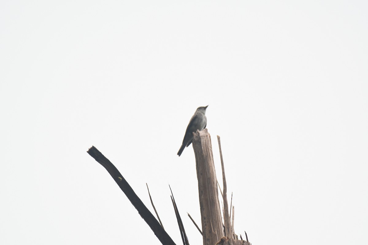 Western Wood-Pewee - ML645442950