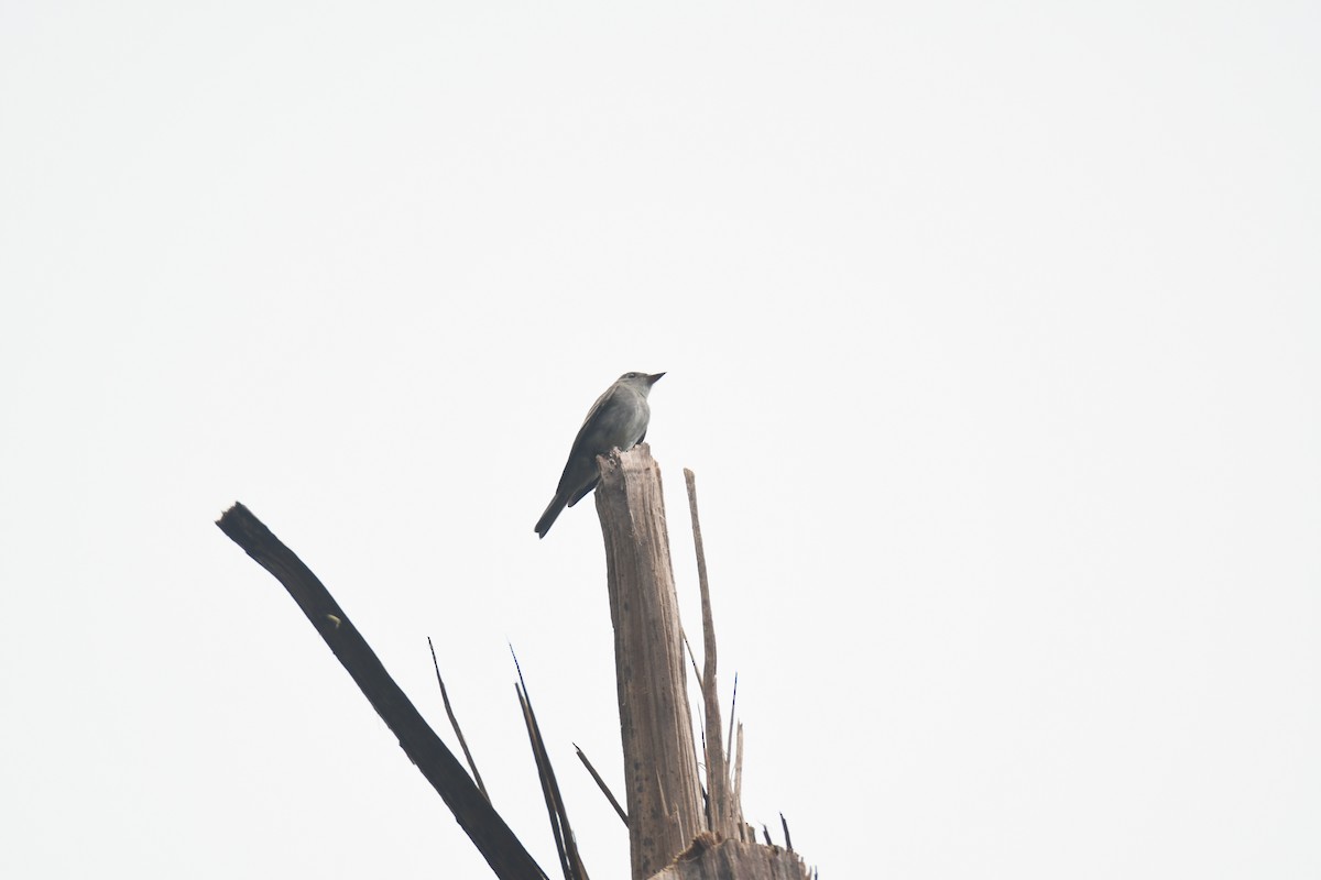 Western Wood-Pewee - ML645442951