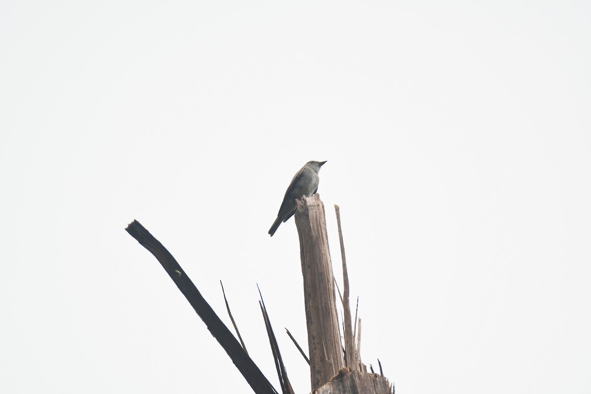 Western Wood-Pewee - ML645442952