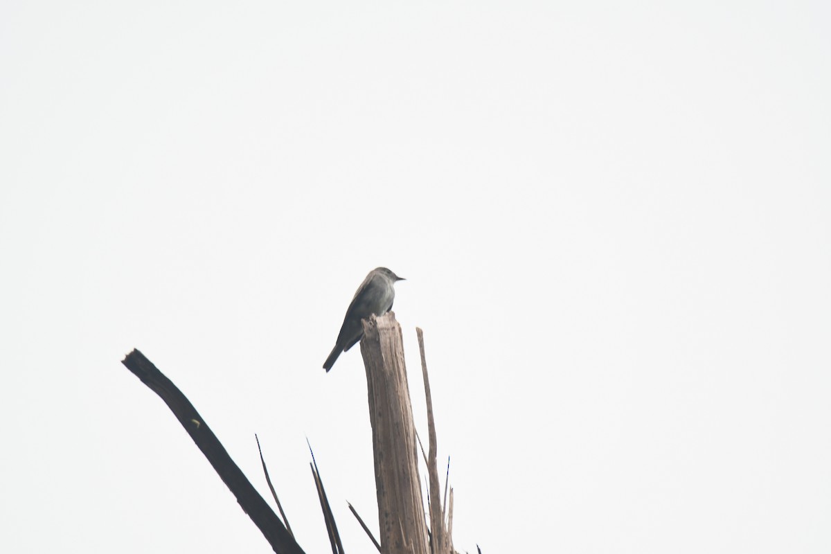 Western Wood-Pewee - ML645442953