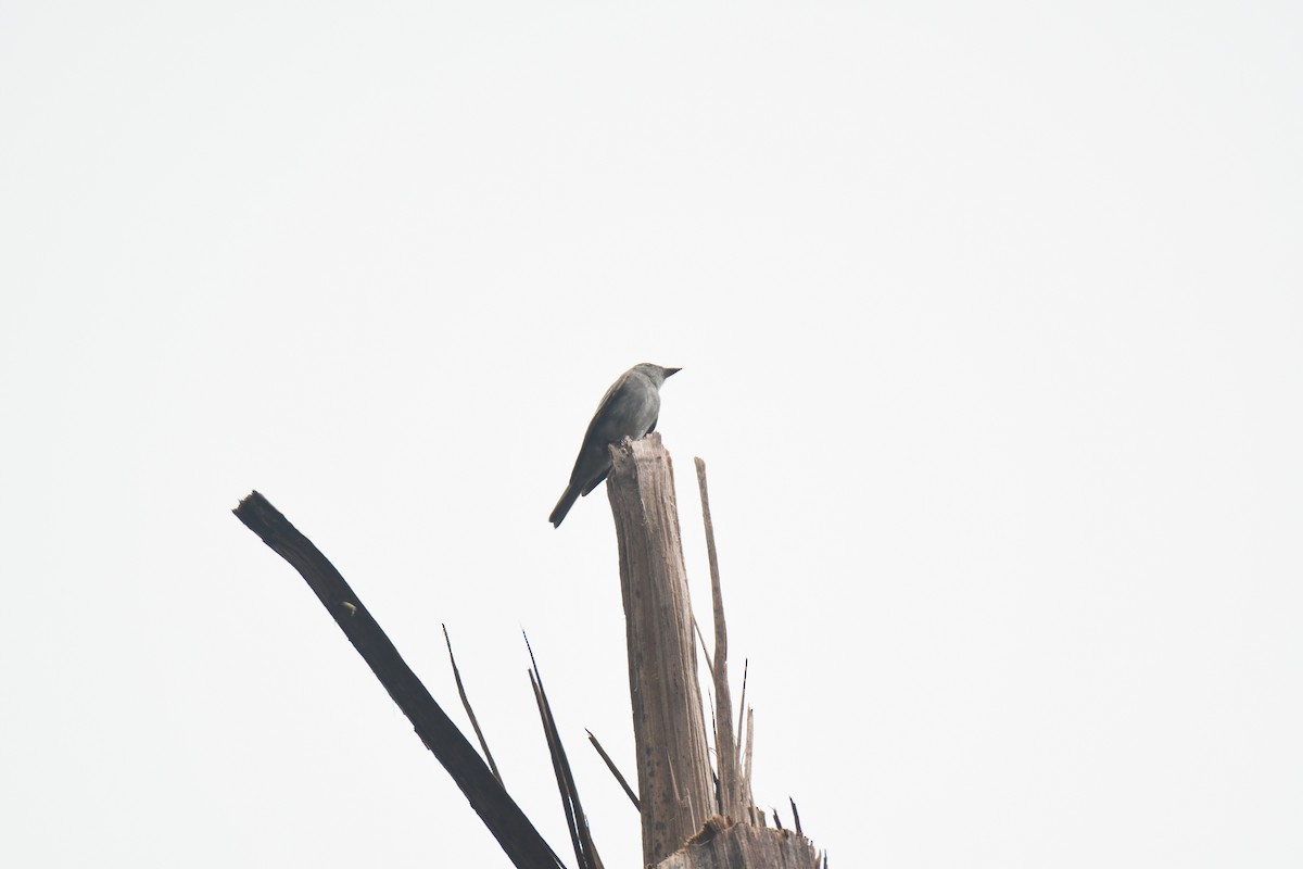 Western Wood-Pewee - ML645442954