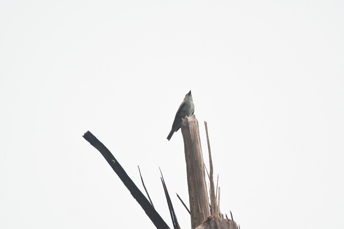 Western Wood-Pewee - ML645442955