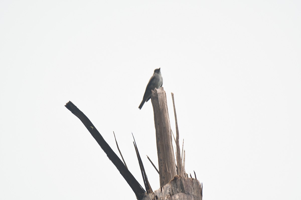 Western Wood-Pewee - ML645442956