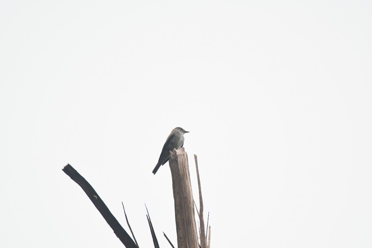 Western Wood-Pewee - ML645442957