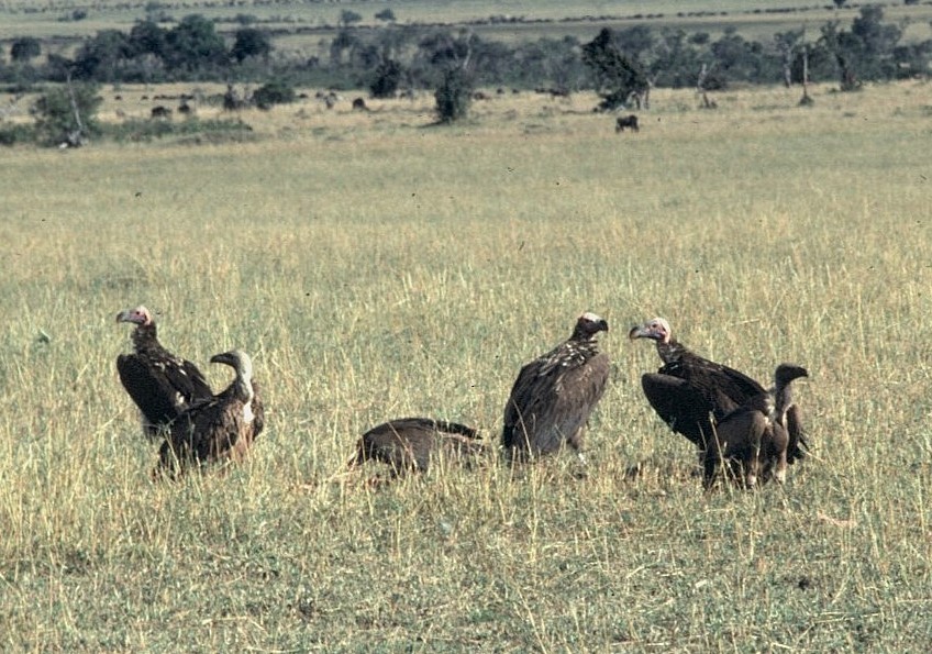 øregribb - ML645442960