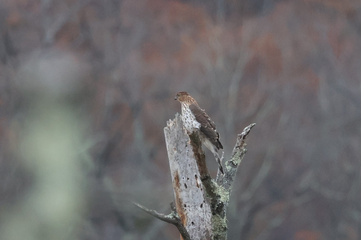 Cooper's Hawk - ML645442963